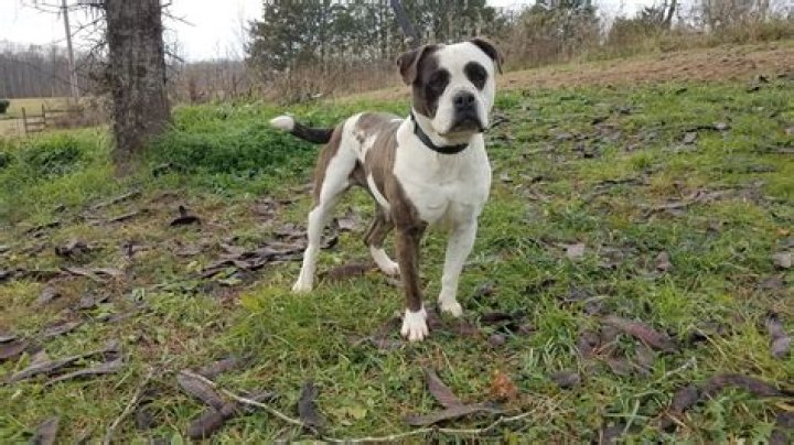 Are Alapaha Bulldogs good family dogs?