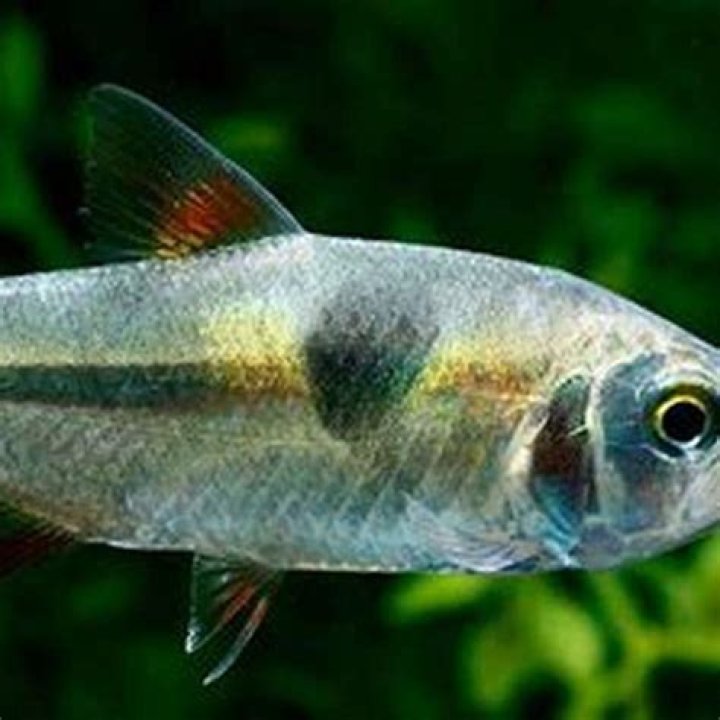 Are Exodon tetras aggressive?