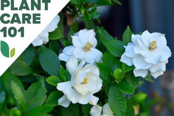 Are gardenias endangered?