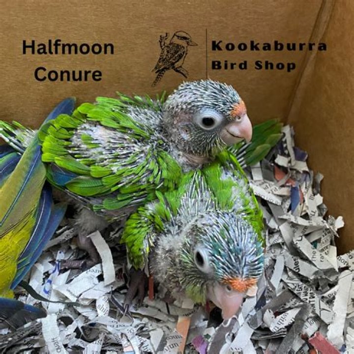 Are half-moon conures rare?
