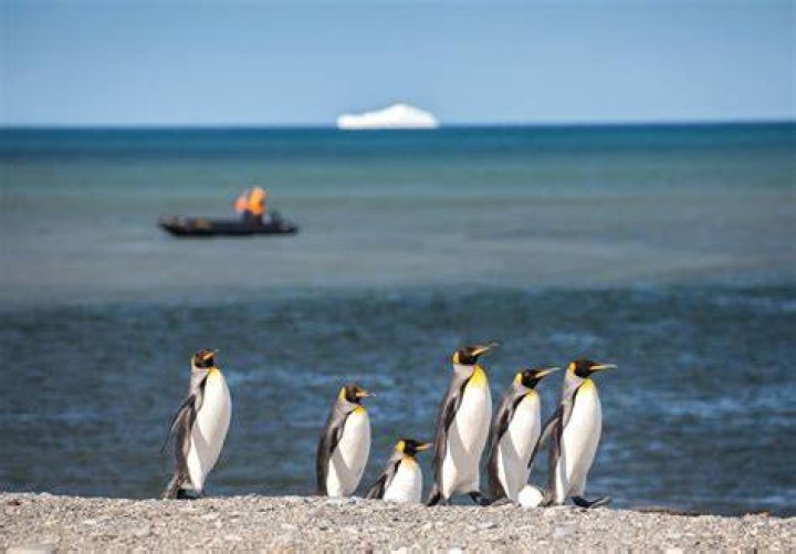 Are king penguins and emperor penguins the same?