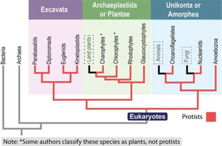 Are protists in the phylogenetic tree?