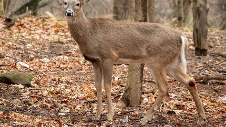 Are there many white-tailed deer in the temperate deciduous forest?