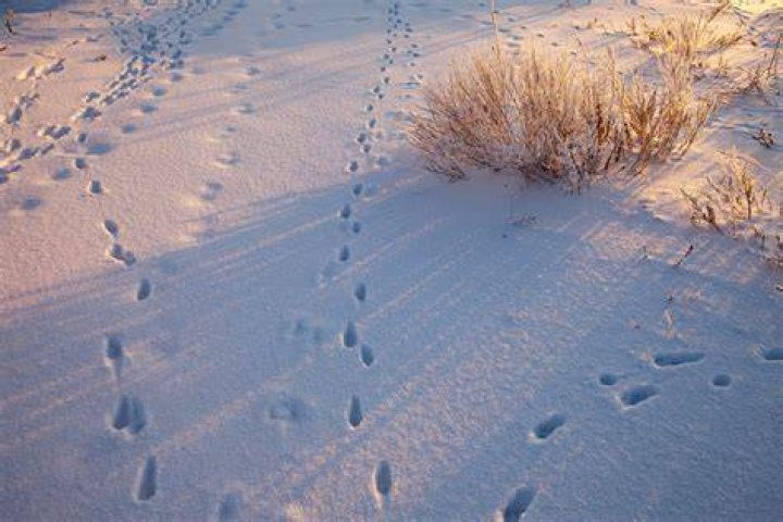 Are there still dog tracks in Florida?