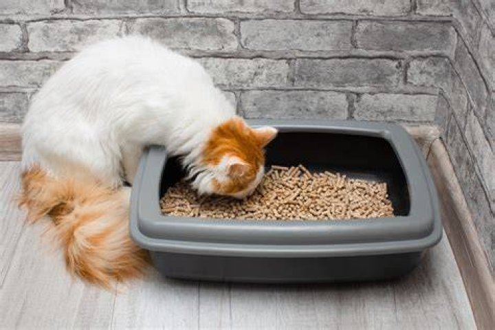 Can cats ride roombas?