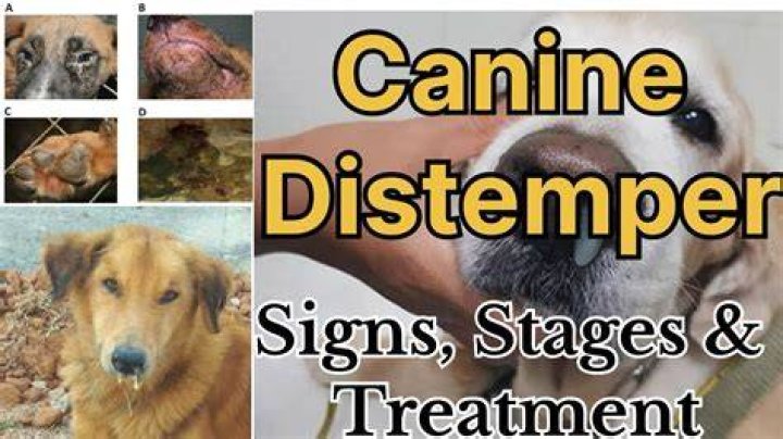 Can dogs recover from a broken femur?