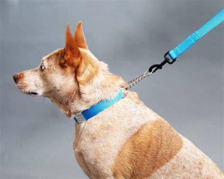 Can dogs wear martingale collars all time?