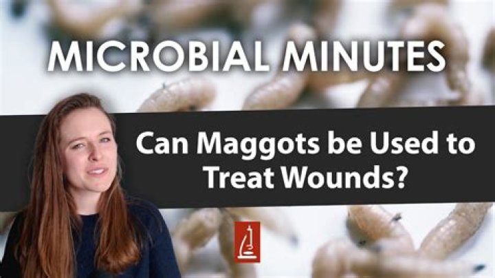 Can humans be infested with maggots?