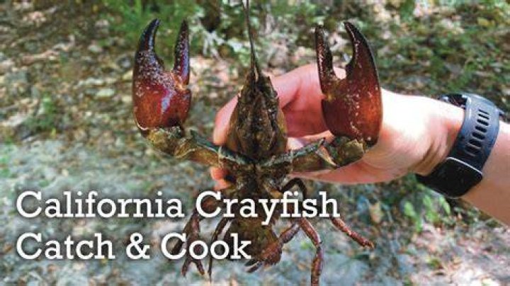 Can I catch crayfish in California?