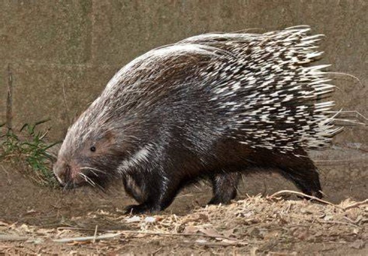 Can python eat porcupine?