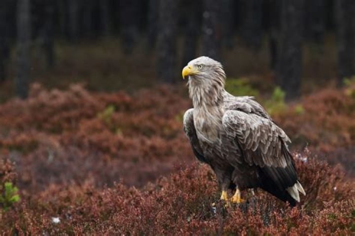 Can white-tailed eagles be found in Europe?