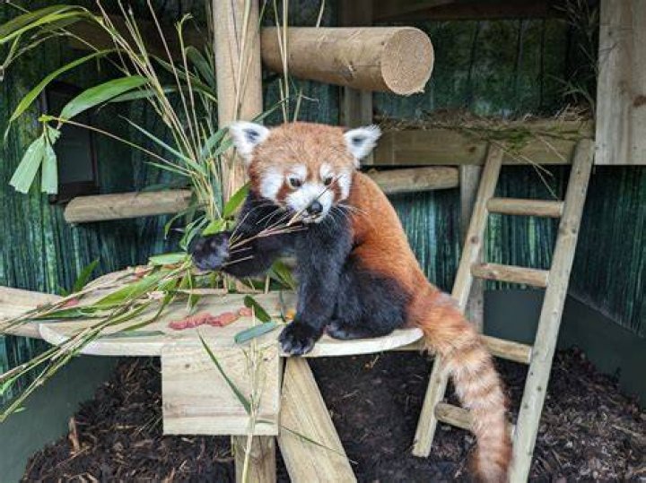 Can you adopt an animal from Dudley Zoo?
