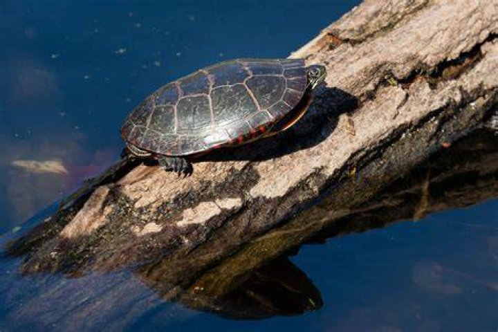 Can you get painted turtles in Australia?