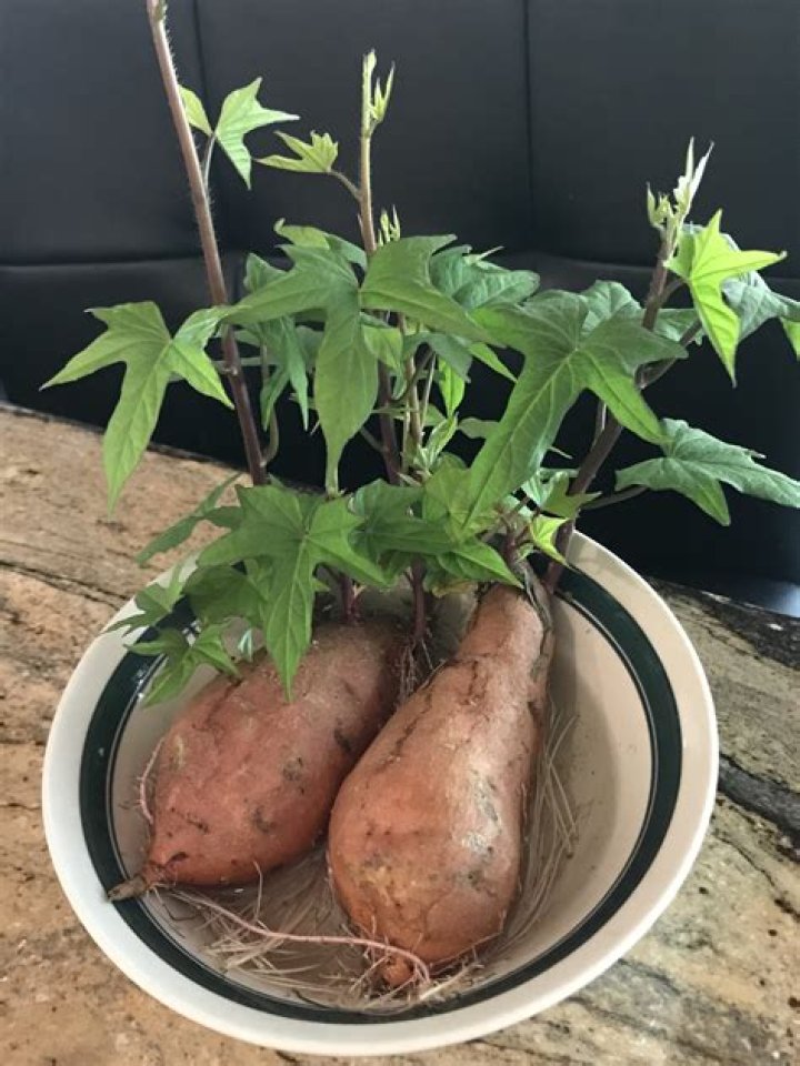 Can you grow sweet potatoes vertically?
