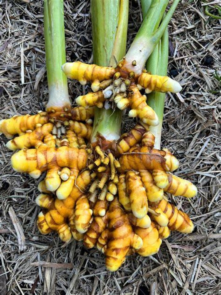 Can you juice turmeric root?