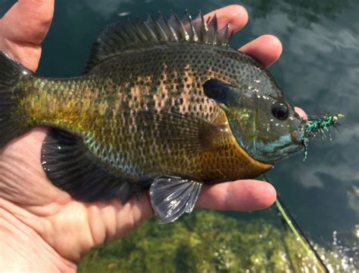 Can you keep bluegill in Mo?