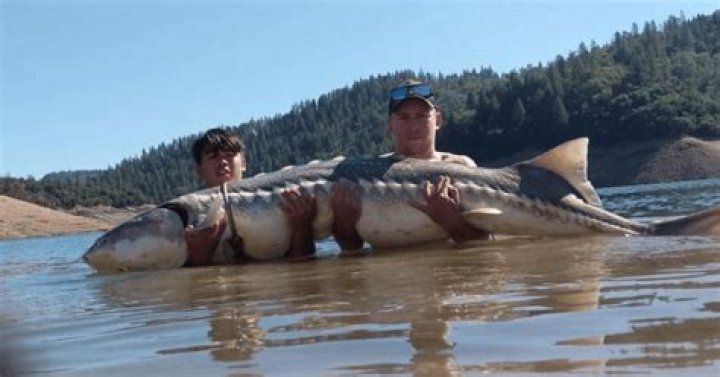 Can you keep sturgeon above Bonneville Dam?