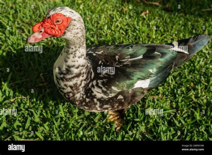 Can you relocate Muscovy ducks in Florida?