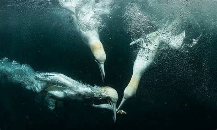 Do cobras swim in the ocean?