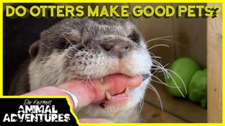 Do otter make good pets?