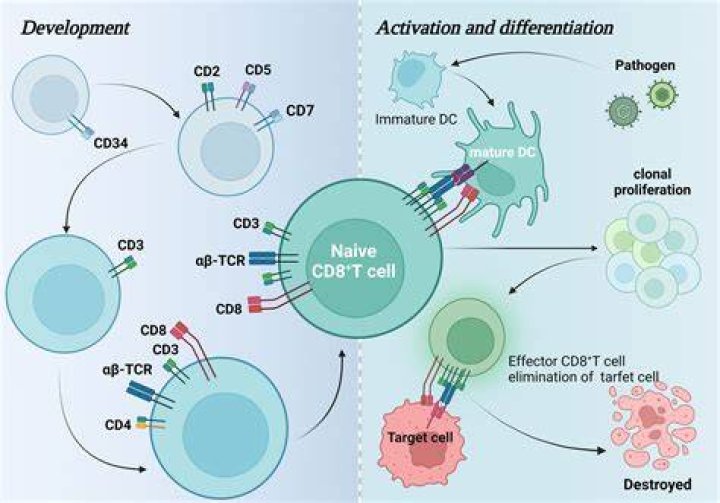 Do T cells produce IFN gamma?