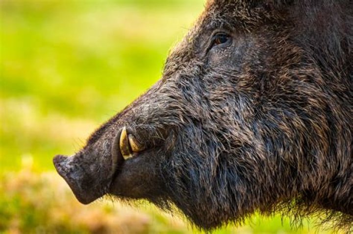 Does Boars Head Black Forest Ham have nitrates?