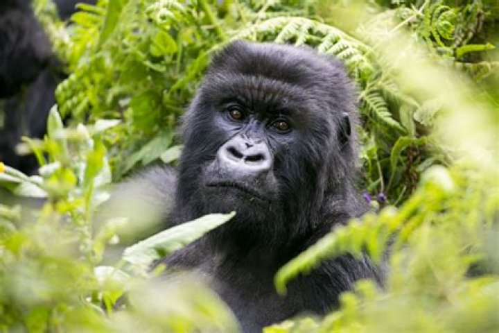 Does Como Zoo have gorillas?