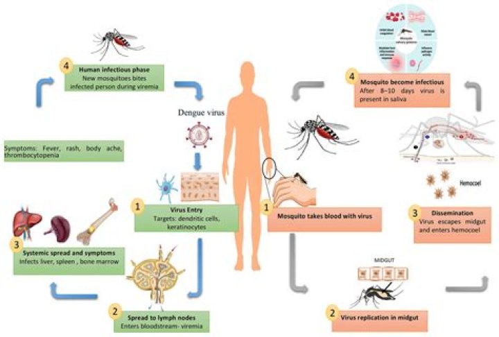 Does dengue weaken immune system?