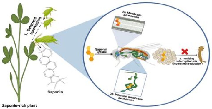 How are saponins formed?