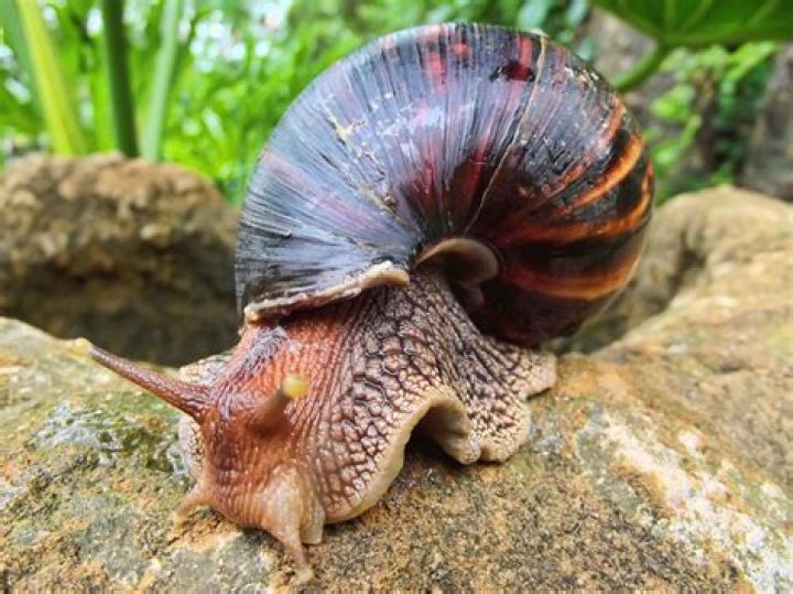 How big do giant African snails get?