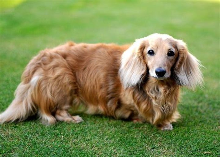 How big does a long haired dachshund get?