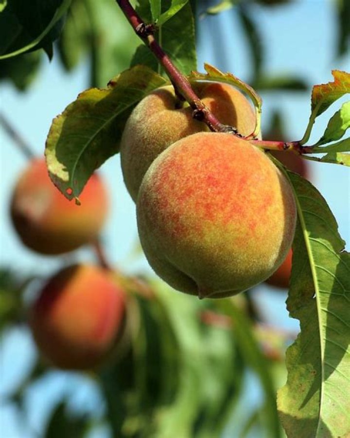 How big does a tropic snow peach tree get?