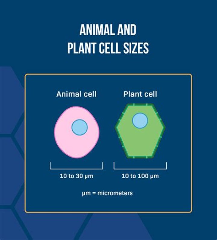 How big is a liver cell in micrometers?