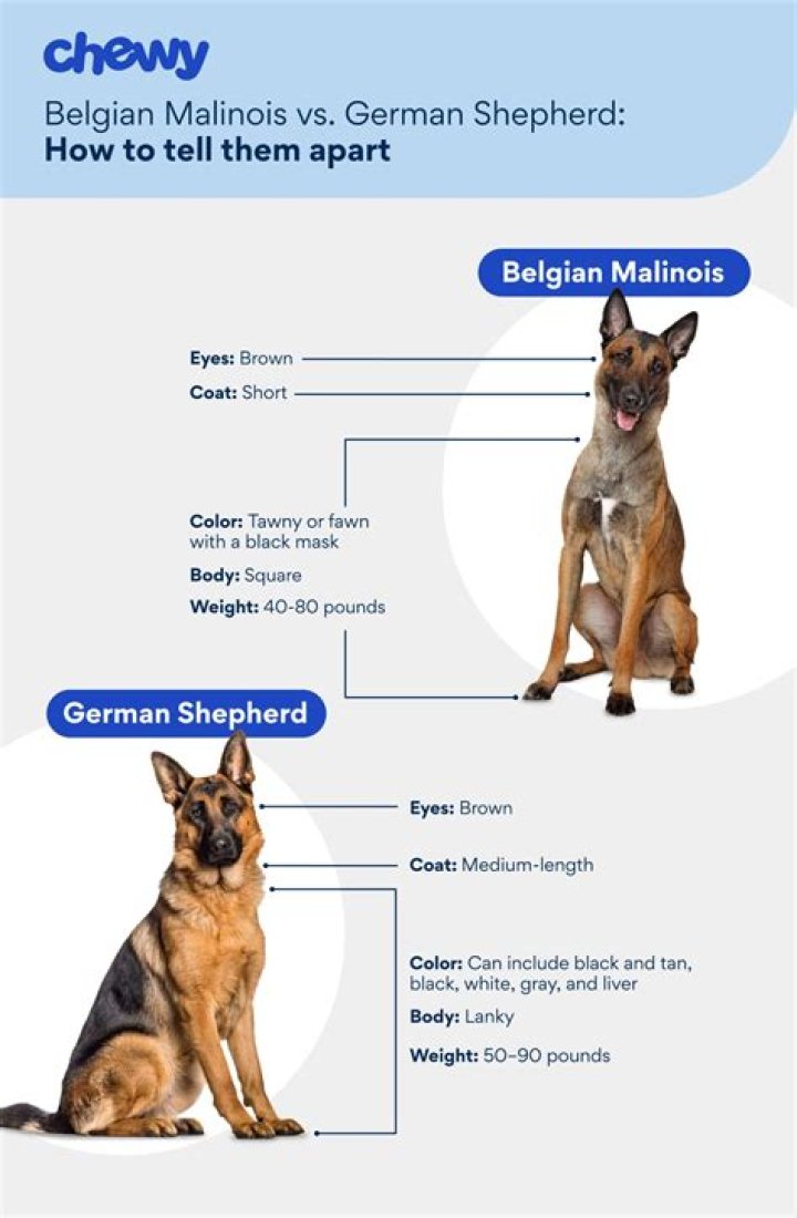 How can I tell if my German Shepherd is purebred?