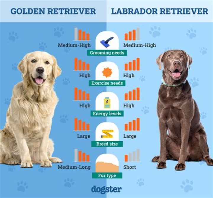 How can you tell the difference between a yellow lab and a golden retriever puppy?