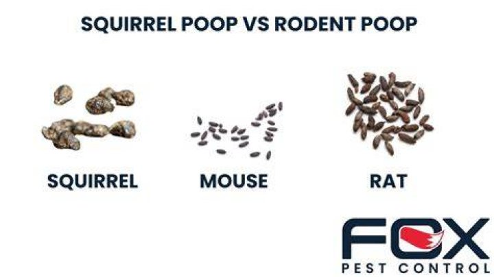 How can you tell the difference between squirrel and rat poop?