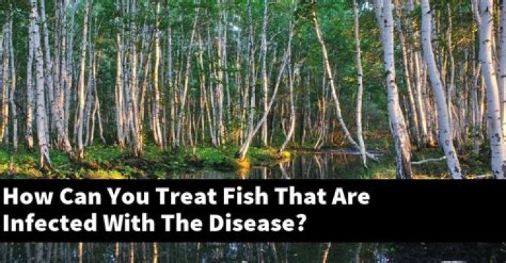 How can you treat fish that are infected with the disease?