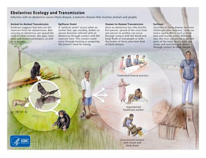 How did the Ebola outbreak affect the environment?