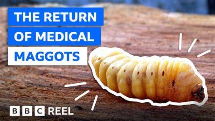How do dead bodies get maggots?
