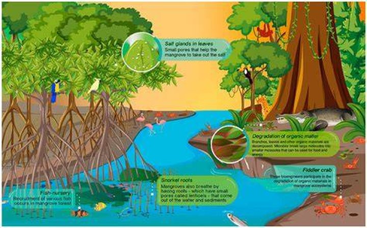How do forests serve as watersheds?