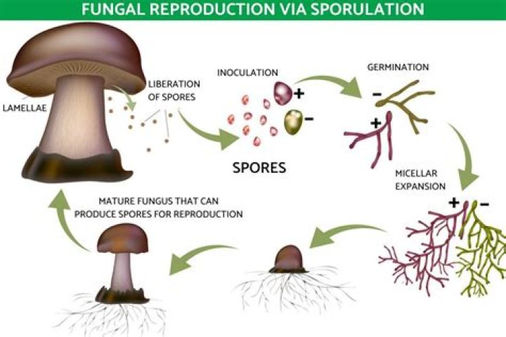How do fungi reproduce?