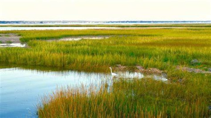 How do humans affect seagrass?