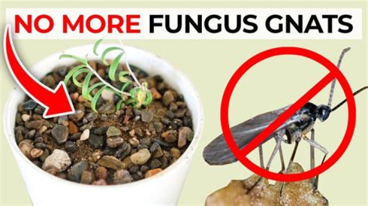 How do I get rid of bugs in my house plants naturally?