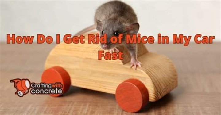 How do I get rid of mice in my car fast?