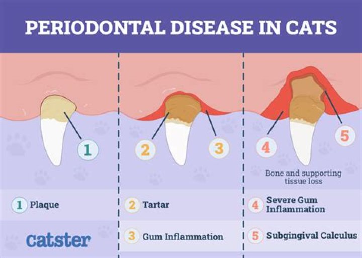 How do I get rid of my cats bad breath?