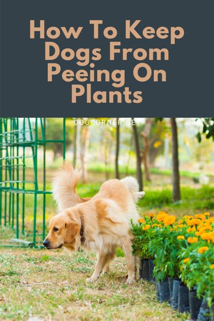 How do I keep my dog from getting deer flies?