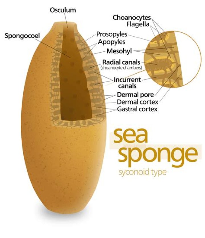 How do sycon sponges reproduce?