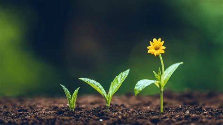 How do you grow a daisy field?