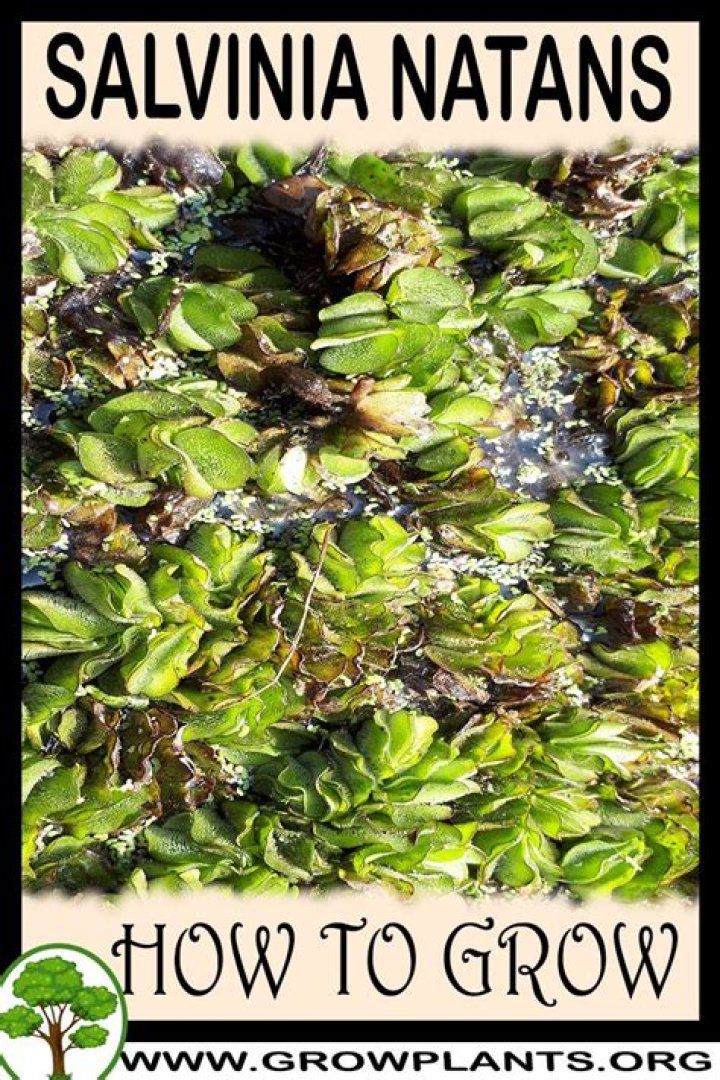 How do you grow Salvinia natans?