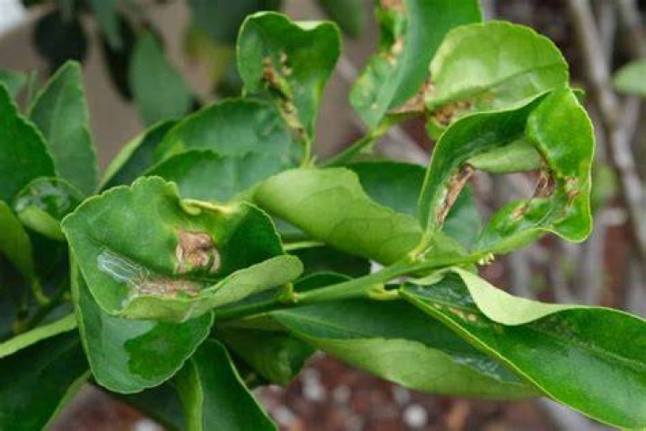 How do you identify Alternaria solani?